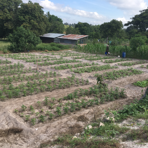 Groene groente velden