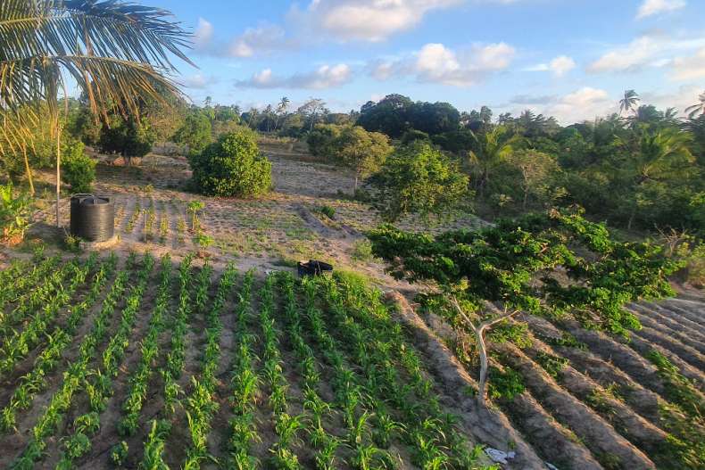 Zelf gekweekte groenten